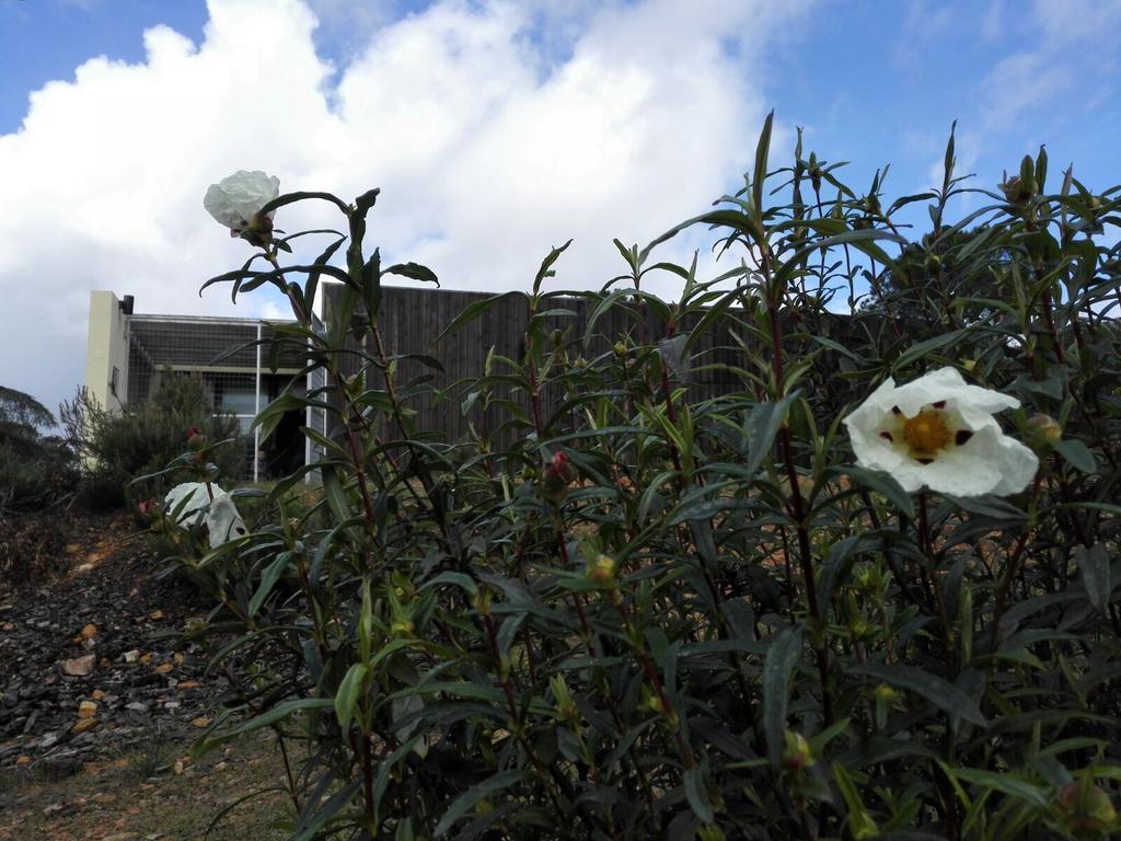 Casas Rurales Cijara Guest House Helechosa Ngoại thất bức ảnh